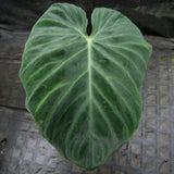 Philodendron verrucosum "Queen of Hearts" (Tico Blues)