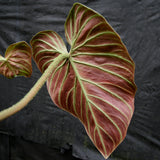 Philodendron verrucosum "Queen of Hearts" (Tico Blues)