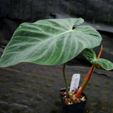 Philodendron verrucosum "Queen of Hearts" (Tico Blues)