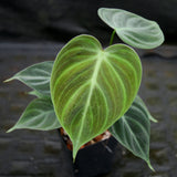 Philodendron rubrijuvenile (sp. El Choco Red)