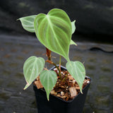 Philodendron rubrijuvenile (sp. El Choco Red)