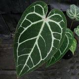 Anthurium "Red Crystallinum"