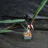 Philodendron bicolor