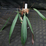 Philodendron bicolor