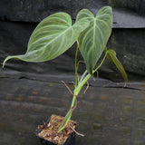 Philodendron Splendid (verrucosum x melanochrysum)