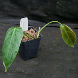 Philodendron sharoniae