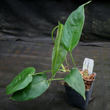 Philodendron sharoniae