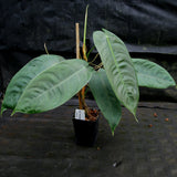 Philodendron sharoniae