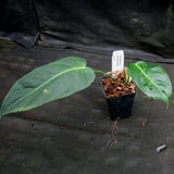 Philodendron esmeraldense