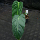 Philodendron esmeraldense