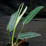 Philodendron sp Venez