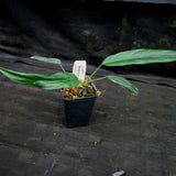 Philodendron sp Venez