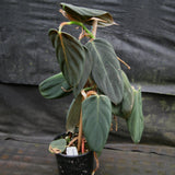 Philodendron gigas