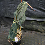 Philodendron gigas