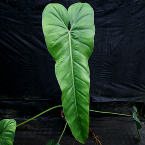 Philodendron dolichogynium (formerly sp macas) - Exact Plant 01/19/24