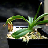 Nepenthes diabolica - Exact Plant