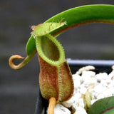 Nepenthes diabolica - Exact Plant