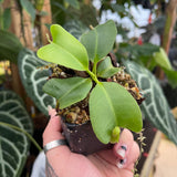 Nepenthes truncata JB x truncata JB, CAR-0473