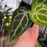 Anthurium (dorayaki x Dreamweaver) x (Zara x Michelle) -purple, CAR-0470