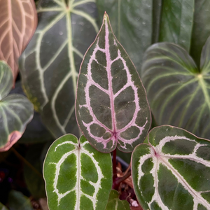 Anthurium (dorayaki x Dreamweaver) x (Zara x Michelle) -purple, CAR-0470