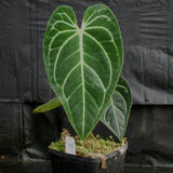 Anthurium regale