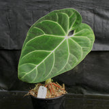 Anthurium regale