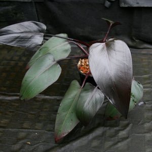 Philodendron 'Burgundy Princess'