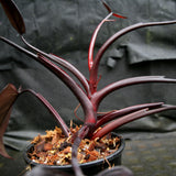 Philodendron 'Burgundy Princess'