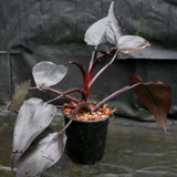 Philodendron 'Burgundy Princess'