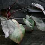 Philodendron 'Burgundy Princess'