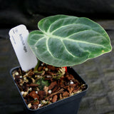 Anthurium regale