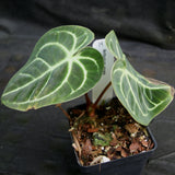 Anthurium regale