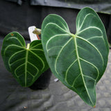 Anthurium regale