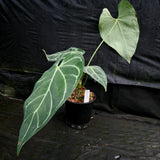 Anthurium regale