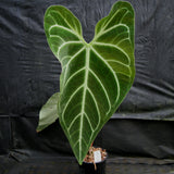 Anthurium regale