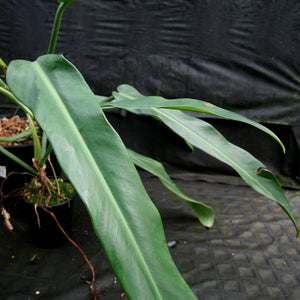 Philodendron sp. 5