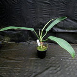 Philodendron sp. 5