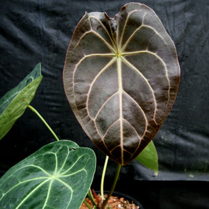 Anthurium magnificum x forgetii