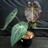 Anthurium magnificum x forgetii