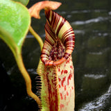 Nepenthes robcantleyi x mollis