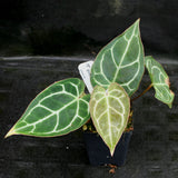 Anthurium crystallinum "Silver Blush"