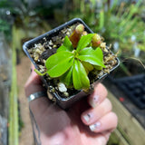 Nepenthes truncata (d)#2 x (ventricosa x sibuyanensis), CAR-0475