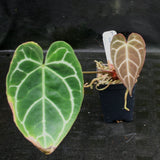 Anthurium crystallinum "Silver Blush"