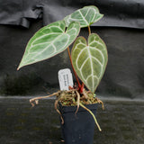 Anthurium crystallinum "Silver Blush"