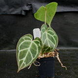 Anthurium crystallinum "Silver Blush"