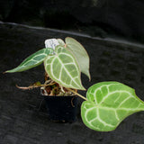 Anthurium crystallinum "Silver Blush"