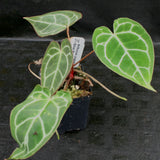 Anthurium crystallinum "Silver Blush"