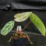 Anthurium crystallinum "Silver Blush"