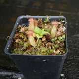 Nepenthes robcantleyi/nebularum