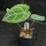 Anthurium crystallinum "Silver Blush"